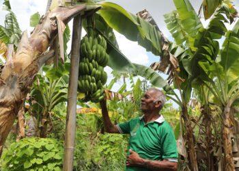 Reforma Agraria Ubah Pola Pikir Warga Desa Baumata di Kabupaten Kupang, Hasilkan Peningkatan Penghasilan Petani